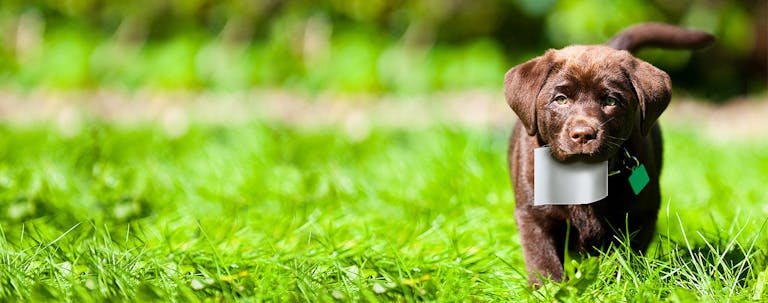 How to Train a Puppy to Play Pass a Note How to Train a Puppy to Play Pass a Note